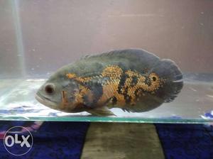 Oscar Fish 8 inches