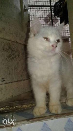 Parsiyan kittens male fimal 3month old full wahit