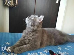 Persian Cat male grey (7 Months)
