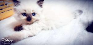 Persian Himalayan male kitten