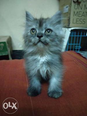Persian Kitten, Female, Grey, 2 months old.