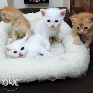 Persian Kitten Persian Cat