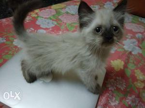 Persian Kitten, off white with black nose, ears,