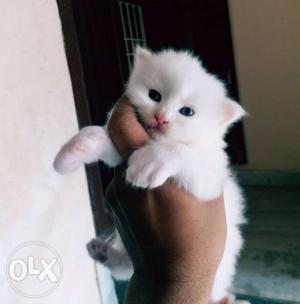 Persian Kittens high Quality Kittens for sale