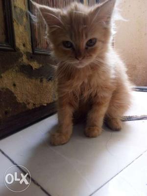 Persian cat 2.5 month old (female) rs  only