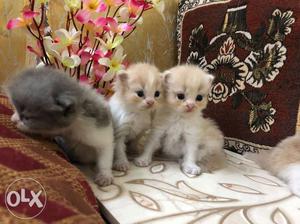Persian cat  each, so cute and very active,