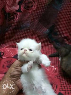 Persian cat for sale please contact 