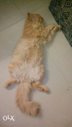 Persian cat male for sale with food and all his