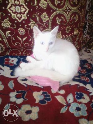 Persian cat pure white colour playfull helthy cat