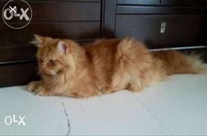 Persian cat semi puch male available for sale