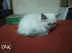 Persian cat, white, male, 2 months old.
