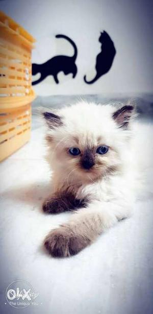 Persian kitten in different colors available