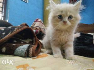 Persian kitten light orange for sale
