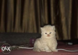 Persian kitten semi punch