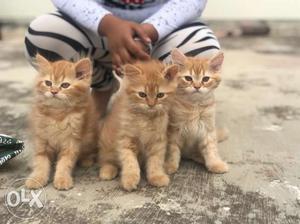 Persian kittens available interested people can