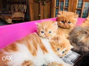 Persian kittens available pure breed good in