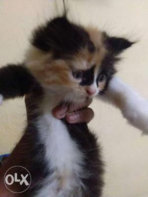 Persian kittens for sale Range Starting from 