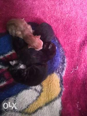 Persion Cat and kitten's. 4 kittens. New bond
