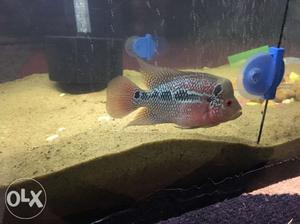 Pink And Black Flowerhorn. Shork 450