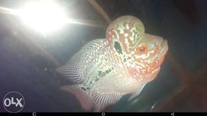 Pink And Gray kml Flowerhorn fish