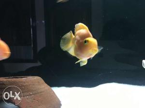 Pink And Yellow Pet Fish (2 parrôts, one severum)