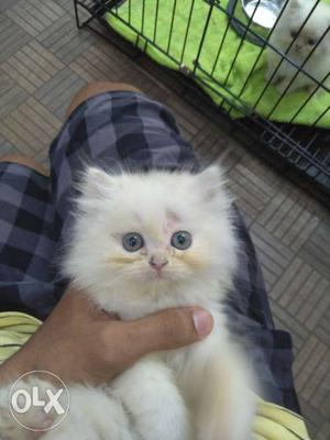 Pure Doll face Persian cat. 2months old. price