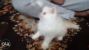 Pure Persian kittens for sale,2 months old male.