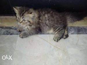 Pure Persian kittens for sale,80 days old male.
