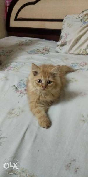 Pure golden punch face male cat 2 months old and