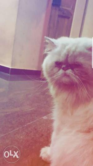 Pure male persian cat for mating