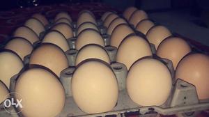 Pure organic eggs wholesaler