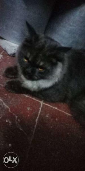 Pure persian black and grey colour any female for