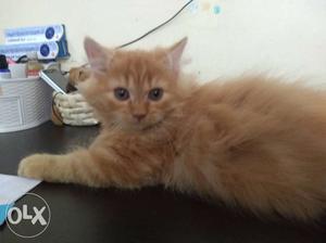 Pure persian breed kitten 2.5 months old potty