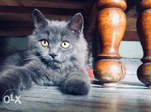Pure persian gray male kitten 4 months old