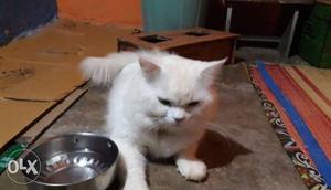 Pure persian white cat male 11 months old urgent