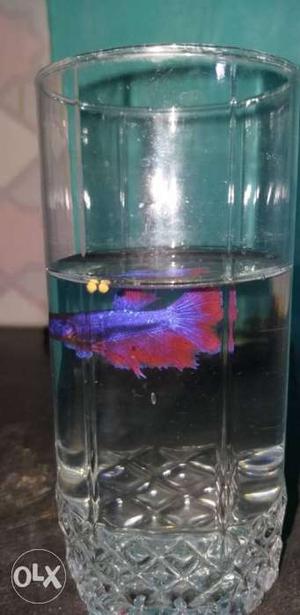 Purple And Red beta fish 2 ps and 3ps femel beta fish