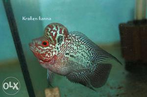 Red And Gray Discuss Flowerhorn