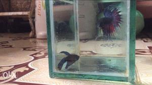 Red And blue shaded big size Crown tail betta Fish