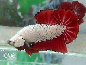Red Dragon Betta Fish male