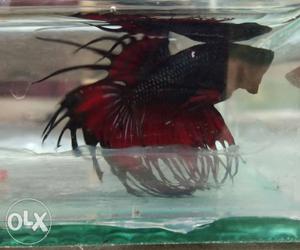 Red and blk mix crowntail male betta