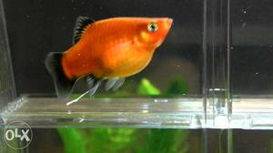 Red platy at Rs 6 per piece