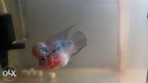 Selling imported flowerhorn male SRD fish with