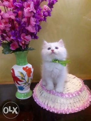 Selll ultimate quilty Persian cat's full active