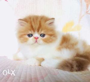 Semi Punch face Persian kitten for sale cash on