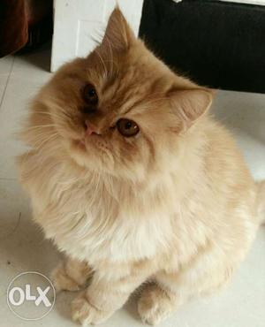 Semi punch Persian male 14 months old male for