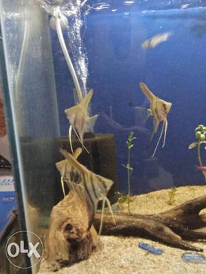 Several Gray Fish In Fish Tank