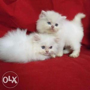 So cute Persian kitten for sale cash on delivery