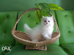 So cute and sweet blue eyes white Persian kitten
