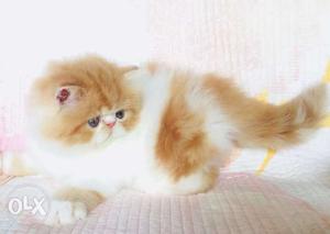 So so so cute and sweet blue eyes Persian kitten