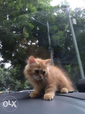 The periscian kitten,two months kitten,dam cute,